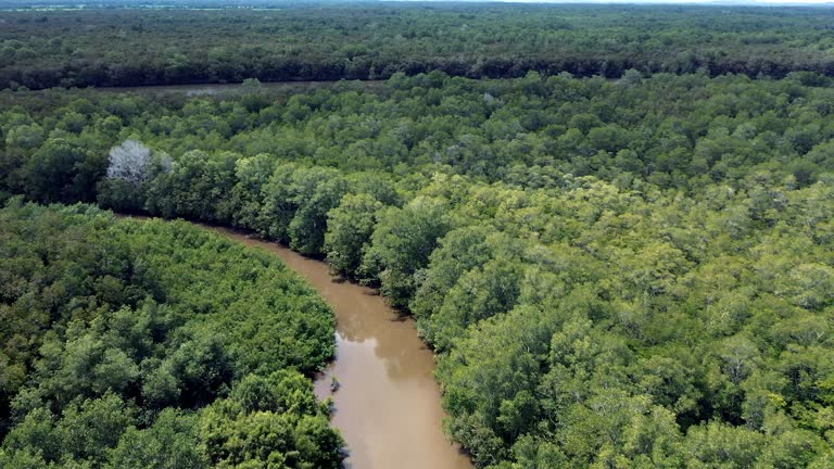 Amazon River Aerial