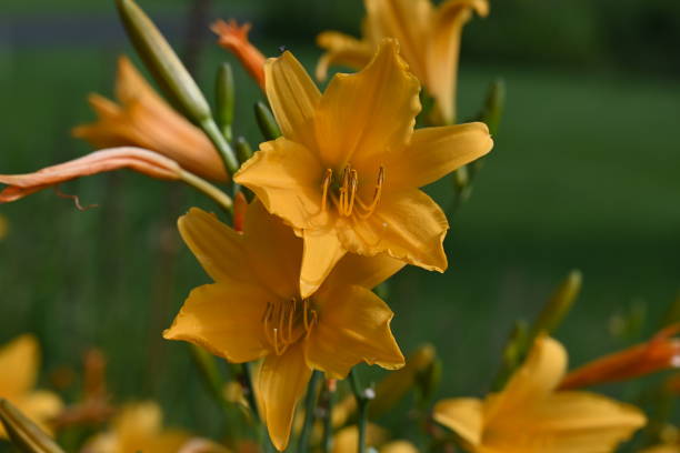 istock Hemerocallis Lily Stella gold 1168760085