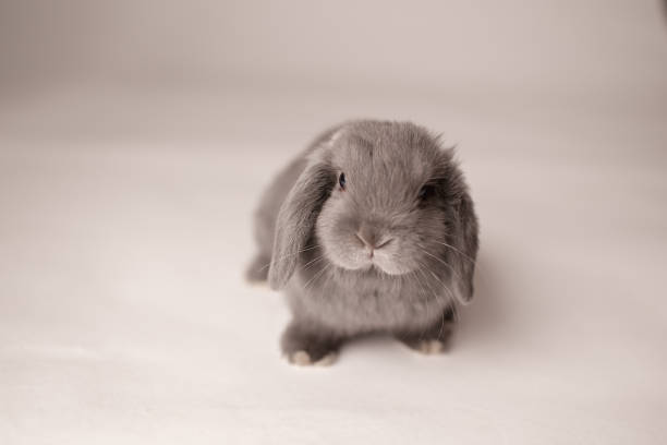 mickey el conejito - bunny girl fotografías e imágenes de stock