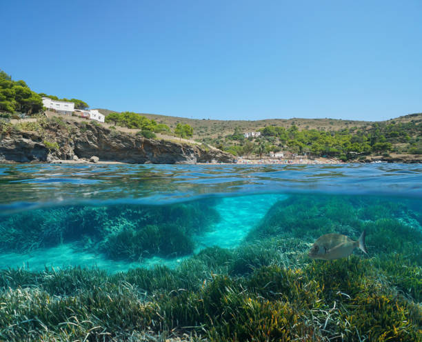 istock Spain Mediterranean coast Posidonia sea grass 1168762832