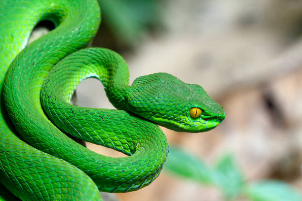 closeup großaugen grüne grube viper - invasive specie stock-fotos und bilder