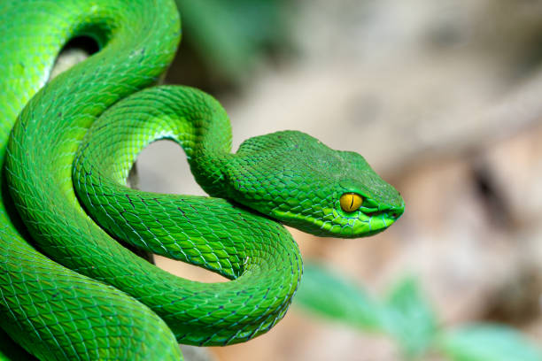 istock Closeup Large-eyed Green Pit Viper 1168762847