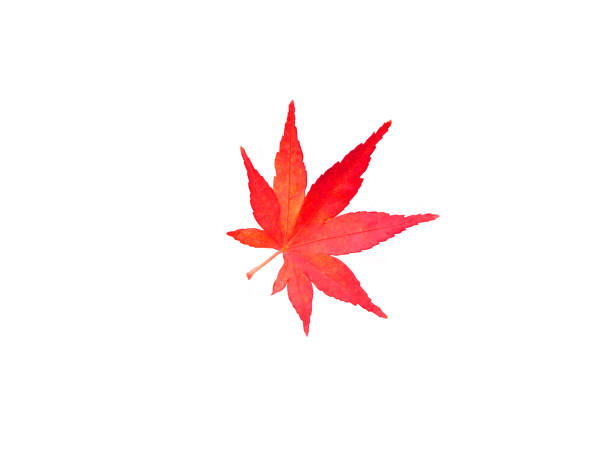 istock web banner design for autumn season and end year activity with isolated red maple leaves with clipping path and copy space background 1168763103