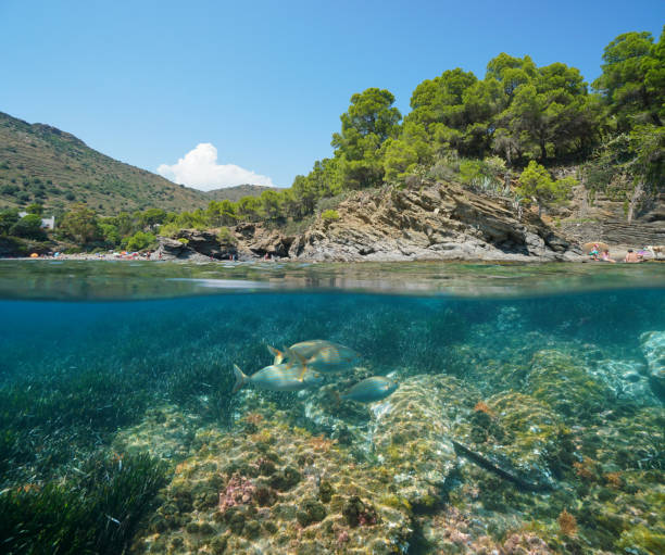 istock Spain Mediterranean sea coast with fish underwater 1168764200