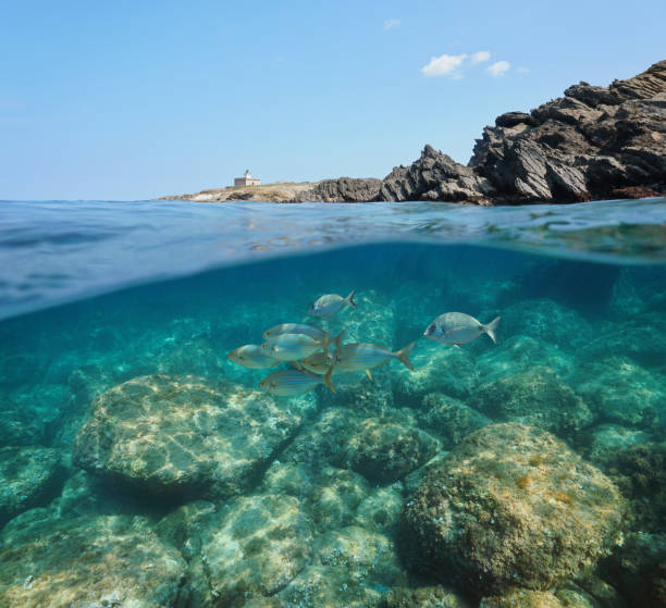 istock Spain rocky coast with fish underwater sea 1168765585
