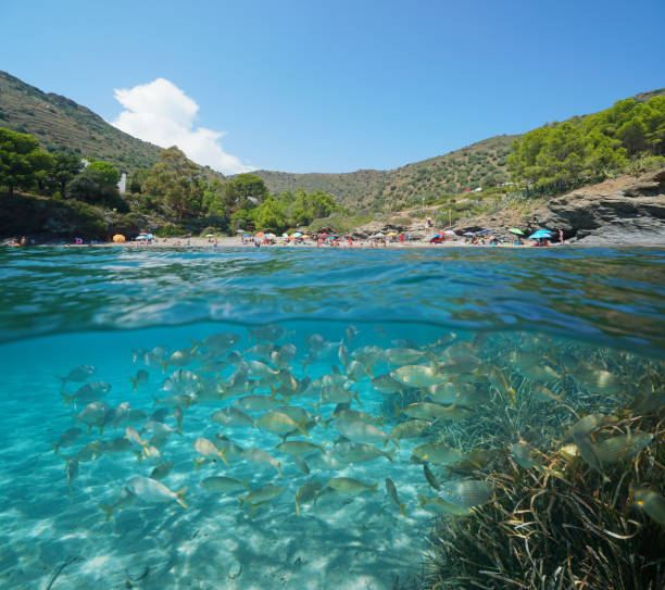 istock Spain summer vacations beach with fish underwater 1168766007