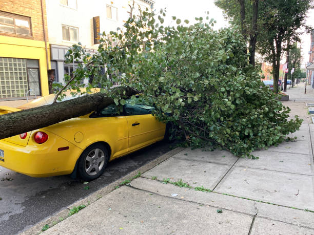 tree falls on a garage during violent storm