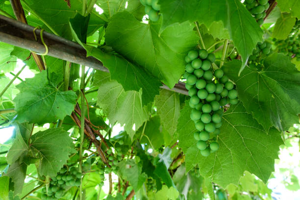 istock Green grapes and grape leaves on the gazebo. Green background 1168766132