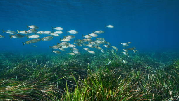 istock Spain underwater Mediterranean fish with seagrass 1168767033