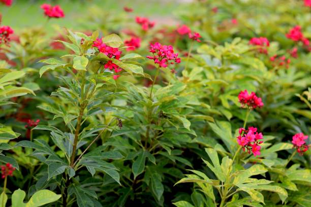 istock Small pink  flower with green leaf background 1168767259