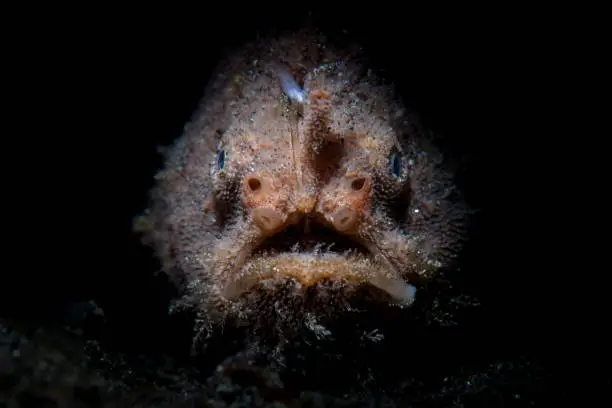 A Striated, or Hairy frogfish sits in the dark waiting to ambush prey in Lembeh Strait, Indonesia. This well-camouflaged fish is rarely seen because it blends into its surroundings so well.