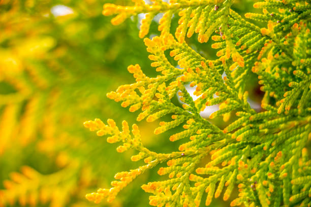 April thuja decorative shrub foliage, abstract background, selective focus