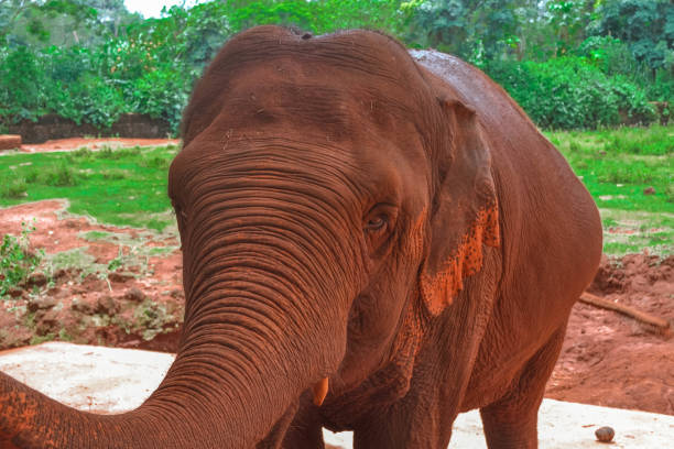 istock Brown elephant in Hainan China 1168771749