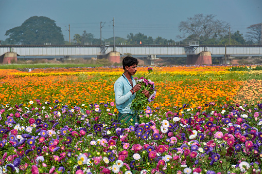 A farmer working in the flower fields of Khirai, an agricultural region near west of Midnapore district of West Bengal, India. Entire area lies in riverbed of Kangsabati, which except rainy season, most of the time remains dry. Flowers cultivated here are regularly supplied to nearest places and to Howrah Mallickghat flower markets. Photo taken on 01/13/2019 at Khirai, West Midnapore @ West Bengal.