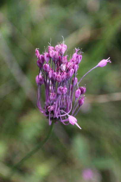 istock Allium carinatum ssp. pulchellum - Schoener Leeks 1168772879