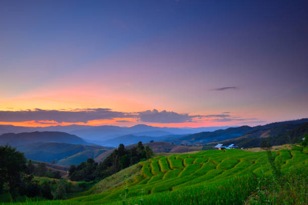istock Rice terraces Doi Inthanon in Chiang Mai 1168773196