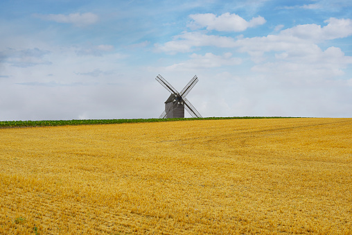 wheat field harvest summer