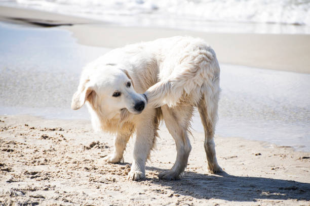 Dog Biting His Tail Dog biting his tail on a summer Baltic seashore. tail photos stock pictures, royalty-free photos & images