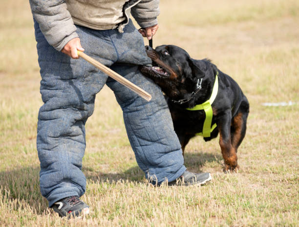 istock training of police dog 1168776520