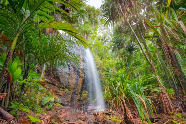 Hidden waterfall in the Vallee De Mai palm forest in Praslin island , Seychelles , archipelago country in the Indian Ocean Vallée de Mai Nature Reserve ("May Valley") is a nature park and UNESCO World Heritage Site on the island of Praslin, Seychelles. It consists of a well-preserved palm forest, flagship species made up of the island endemic coco de mer, as well as five other endemic palms. praslin island stock pictures, royalty-free photos & images