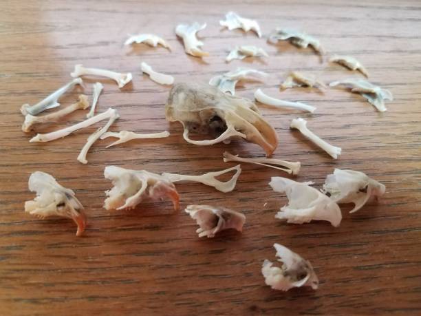 istock mouse and rat skulls and bones on wood desk 1168776738