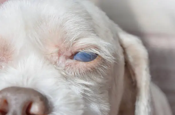 Photo of Dog with white eyes disease
