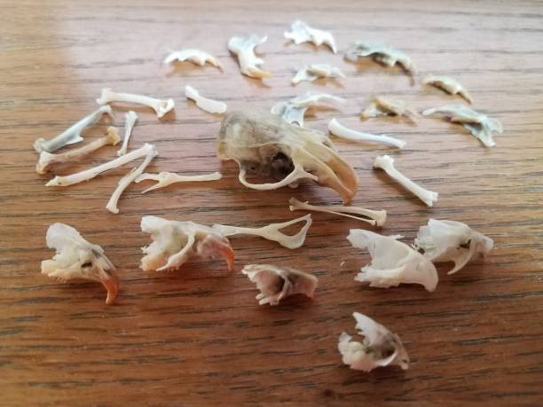 istock mouse and rat skulls and bones on wood desk 1168776799