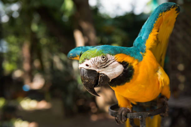 istock maccaw parrot spread wings to fly 1168777652