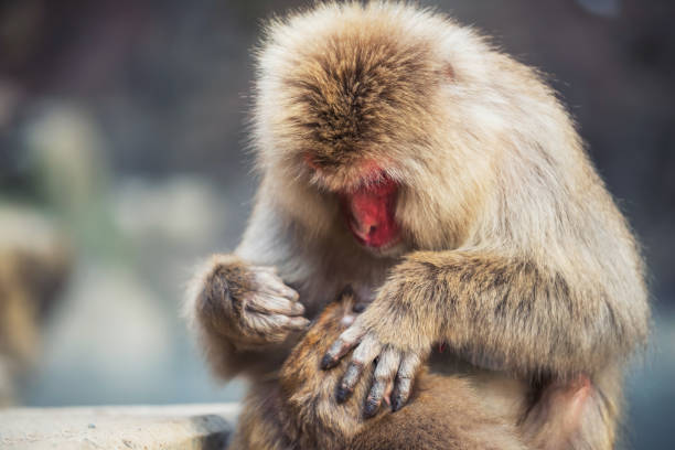 istock Snow monkey mother check tick on child 1168777694