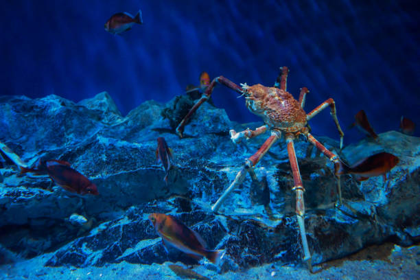 istock Japanese king crab in aquarium 1168777716