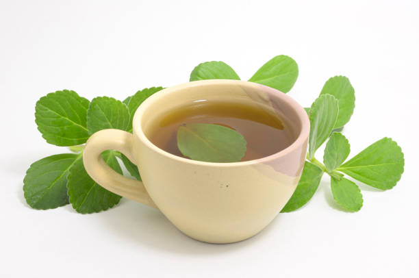 Boldo tea Boldo tea. Natural and medicinal tea. Fresh green plant. Boldo leaf inside the beverage. plectranthus barbatus stock pictures, royalty-free photos & images