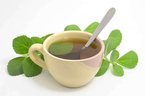 Boldo tea Boldo tea. Natural and medicinal tea. Fresh green plant. Boldo leaf and a teaspoon inside the beverage. plectranthus barbatus stock pictures, royalty-free photos & images