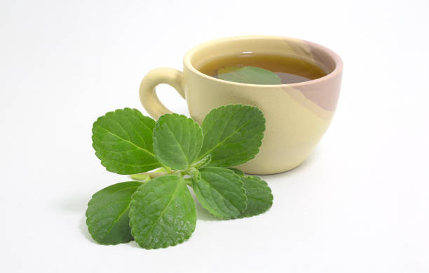 Boldo tea Boldo tea. Natural and medicinal tea. Fresh green plant. Boldo leaf inside the beverage. plectranthus barbatus stock pictures, royalty-free photos & images