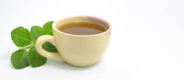 Boldo tea Boldo tea. Natural and medicinal tea. Fresh green plant. Space for text. plectranthus barbatus stock pictures, royalty-free photos & images