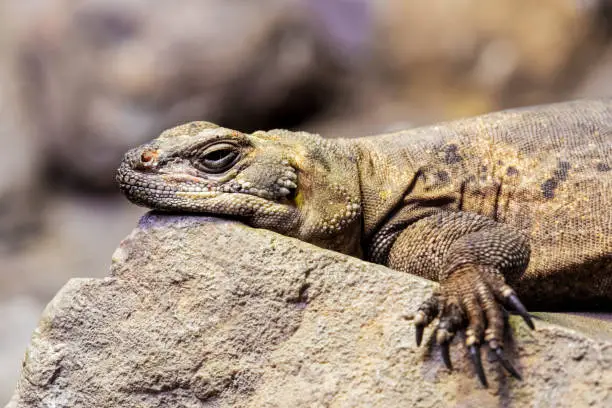 Chuckwalla,  Sauromalus ater are found primarily in arid regions of the southwestern United States and northern Mexico