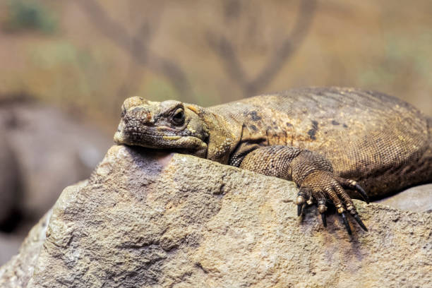 Chuckwalla  are found in southwestern United States and northern Mexico Chuckwalla,  Sauromalus ater are found primarily in arid regions of the southwestern United States and northern Mexico sauromalus ater stock pictures, royalty-free photos & images
