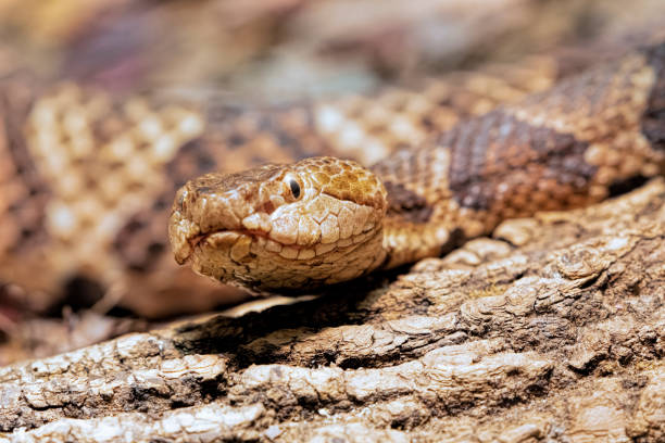 Northern Copperhead venomous pit viper found in Eastern North America Northern Copperhead, Agkistrodon contortrix  is a venomous pit viper found in Eastern North America southern copperhead stock pictures, royalty-free photos & images