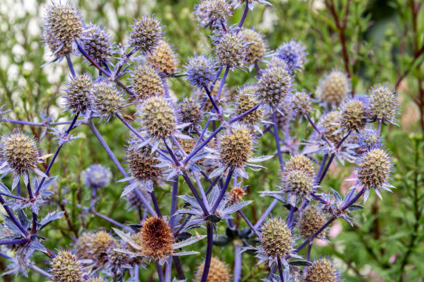 istock Growth of Blue Thistle or Bluehead flat-leavedas (lat. - Eryngium planum) as background. 1168779944