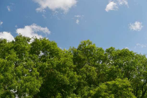 istock City of Verdun tree 1168780073