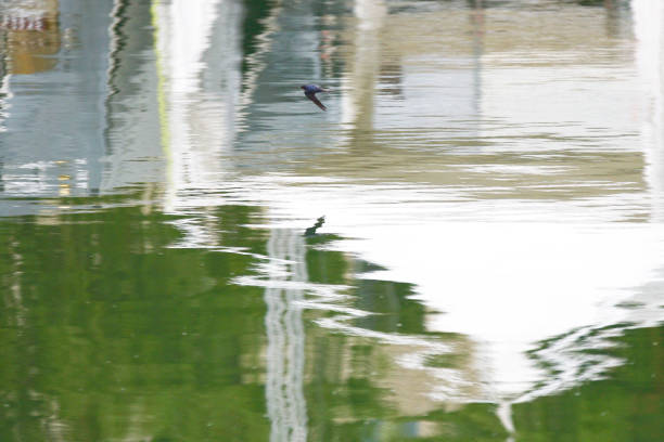 istock City of Verdun swallow 1168781361