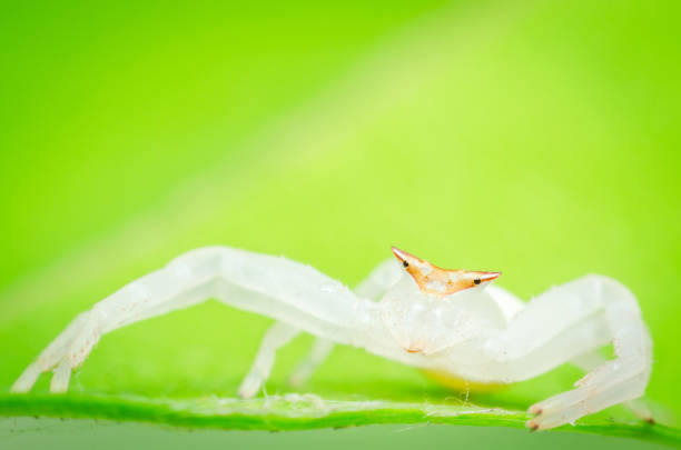 istock white crab spider standing on green leaf and looking the lens. 1168783882