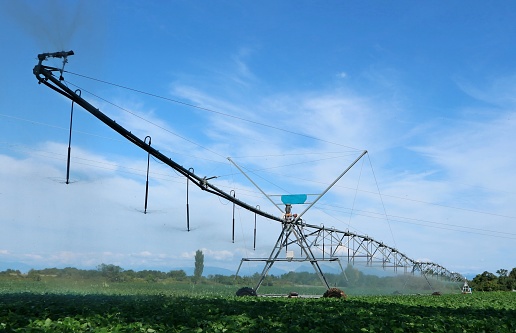 Center pivot irrigation system waters a soybean  field on a summer sunny day.