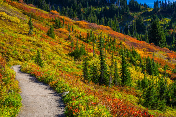 istock Autumn carpet at Mount Rainier 1168785641