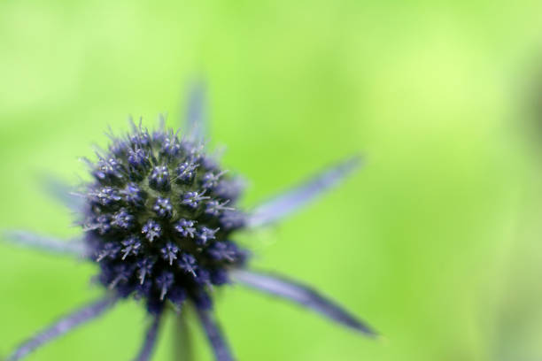 il globo singolo thistle echinops sphaerocephalus puntava la testa di un fiore blu nel campo al tramonto al sole. testa di fiore biancobante blu di echinops o piante. globe thistle o primo primo. - echinops spaerocephalus foto e immagini stock