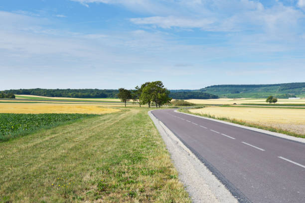 istock Champagne vines country road 1168787085