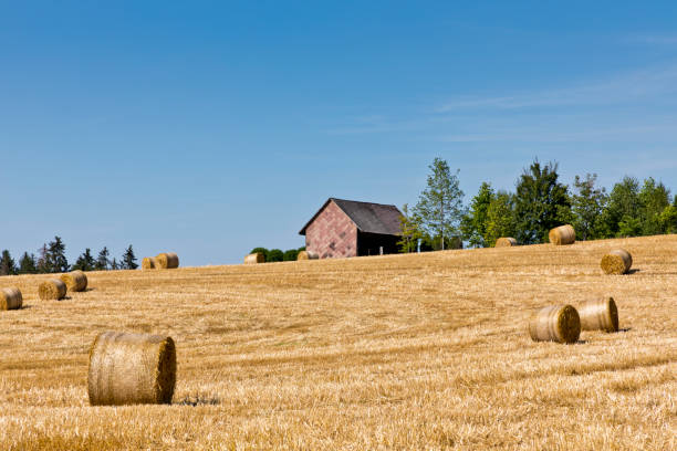 istock Hay Bales on a Field 1168787175