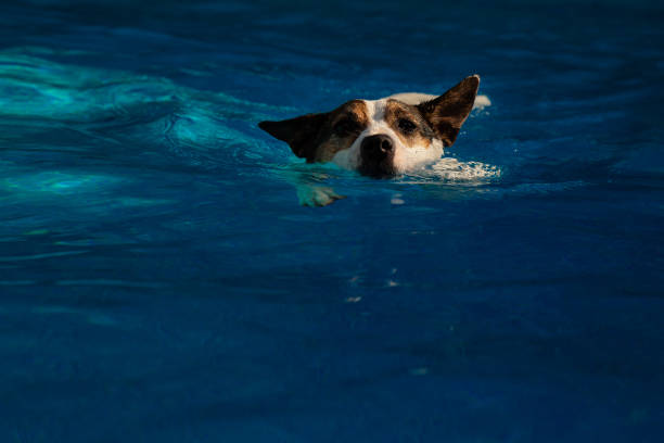 istock Dog swimming in sunlight 1168788073