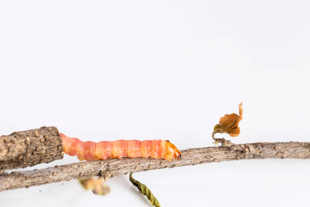 rote zeuzera coffeae oder motten stammborder zerstören baum, es sind gefährliche insektenschädlinge mit pflanzenkrankheit von gemüse und landwirtschaft. - crop farm nature man made stock-fotos und bilder