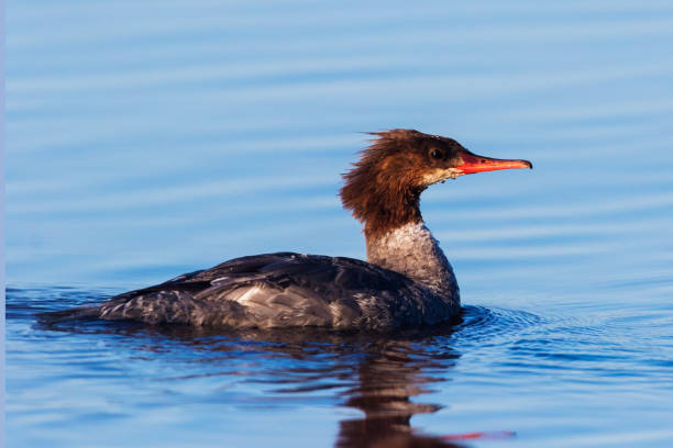 istock Female Common Merganser in summer 1168789265