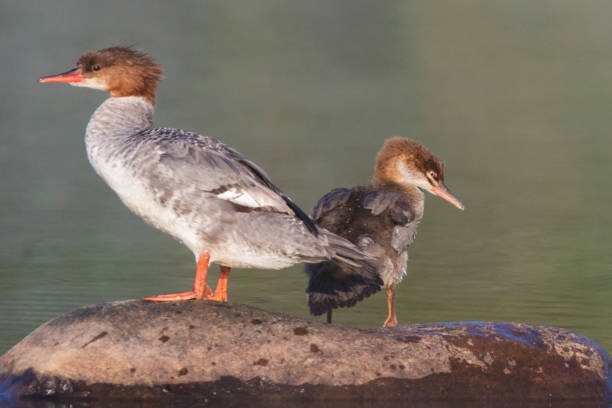 istock Female and baby common merganser 1168789324
